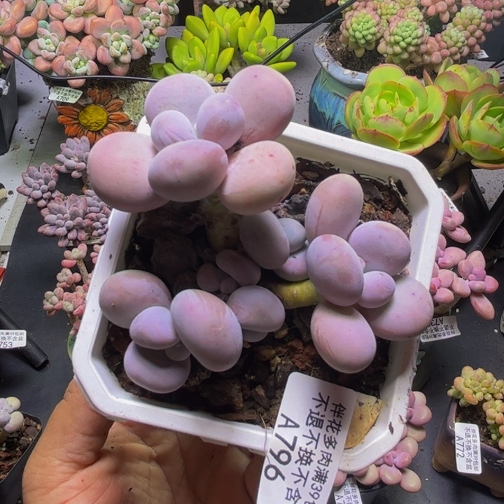 橙奶796/8cm多肉多肉