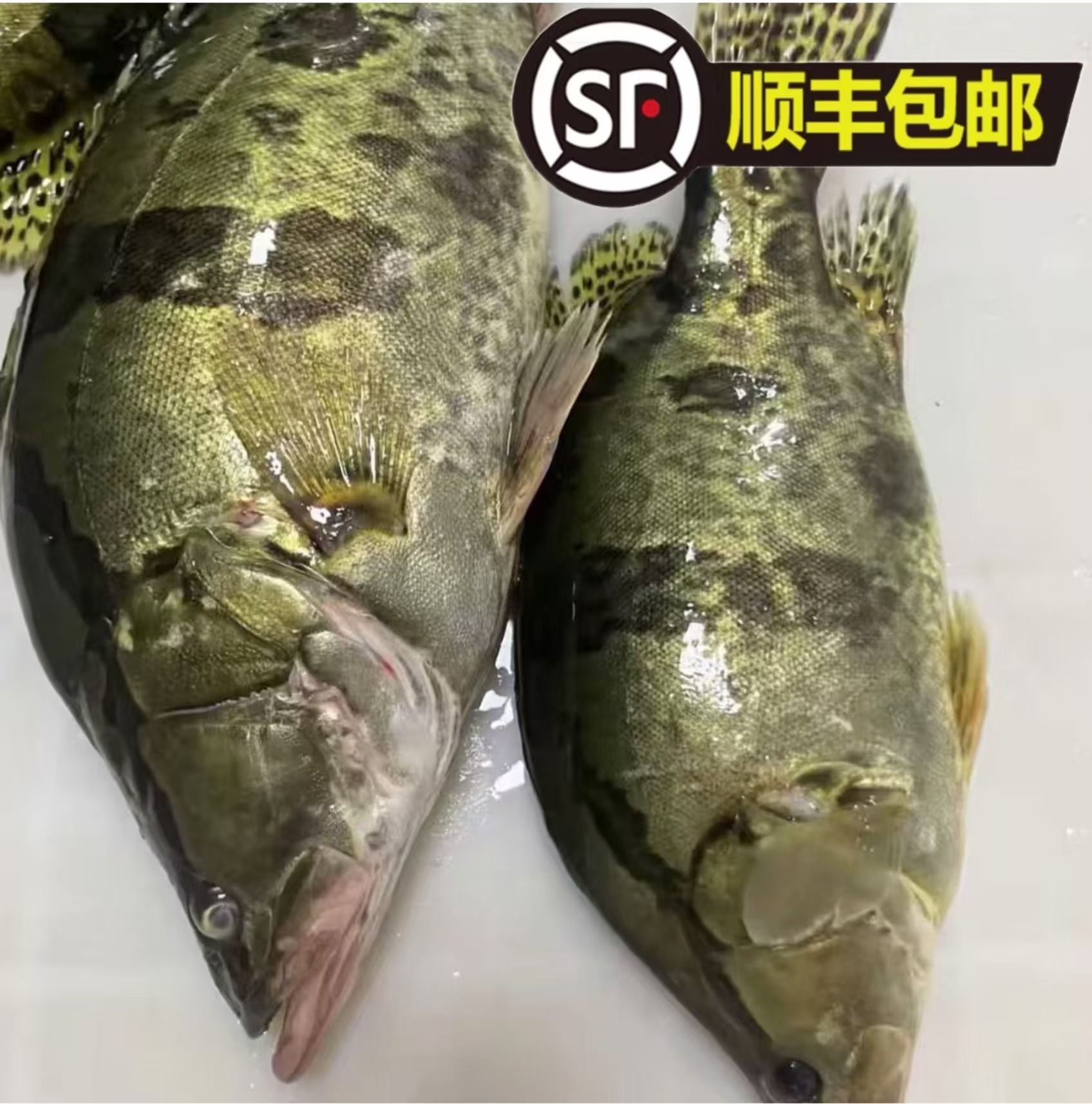 （京东包邮）抚远乌苏里江野生鳌花鱼-单条1斤以上-到手两条3.5-4斤