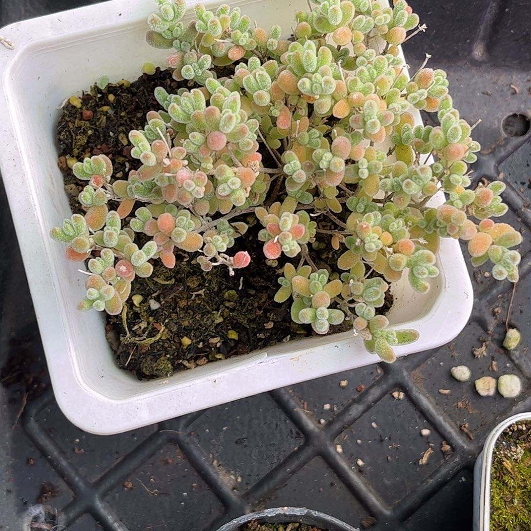 珊***️冰晶优优选枝干番杏