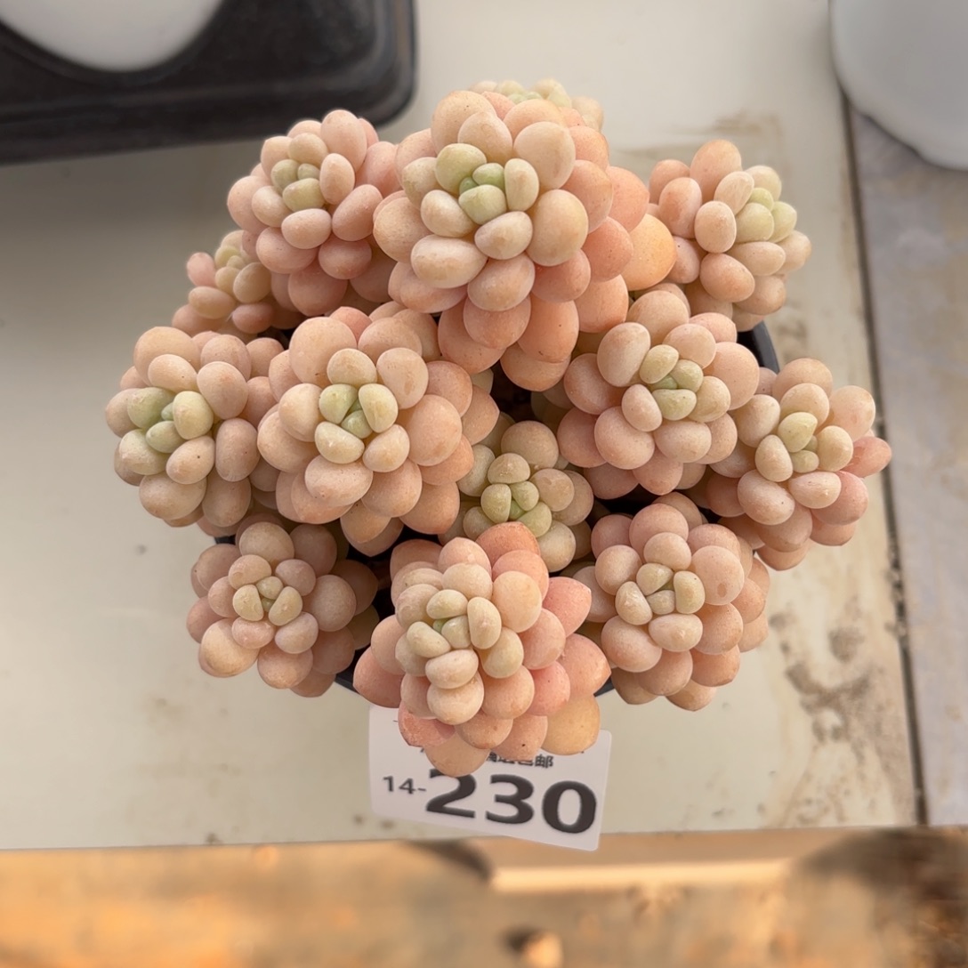 韩系洛可可老桩多肉多肉