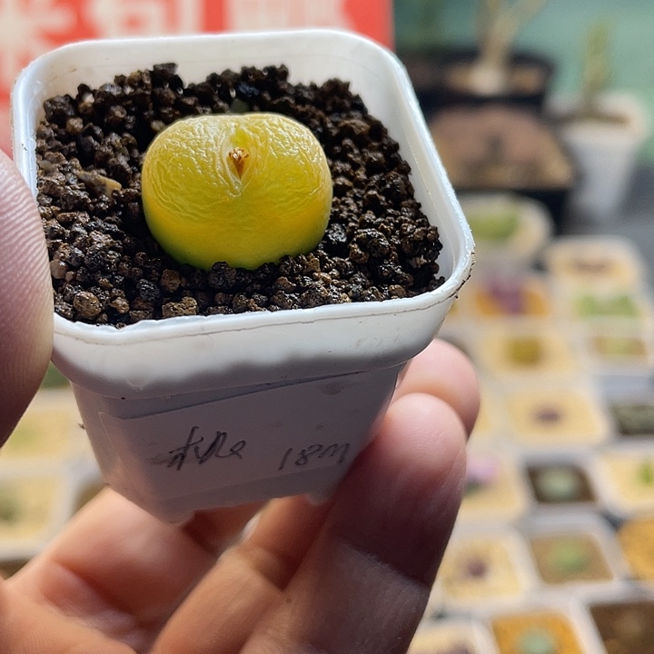 佳人园艺多肉生石花蟠桃18