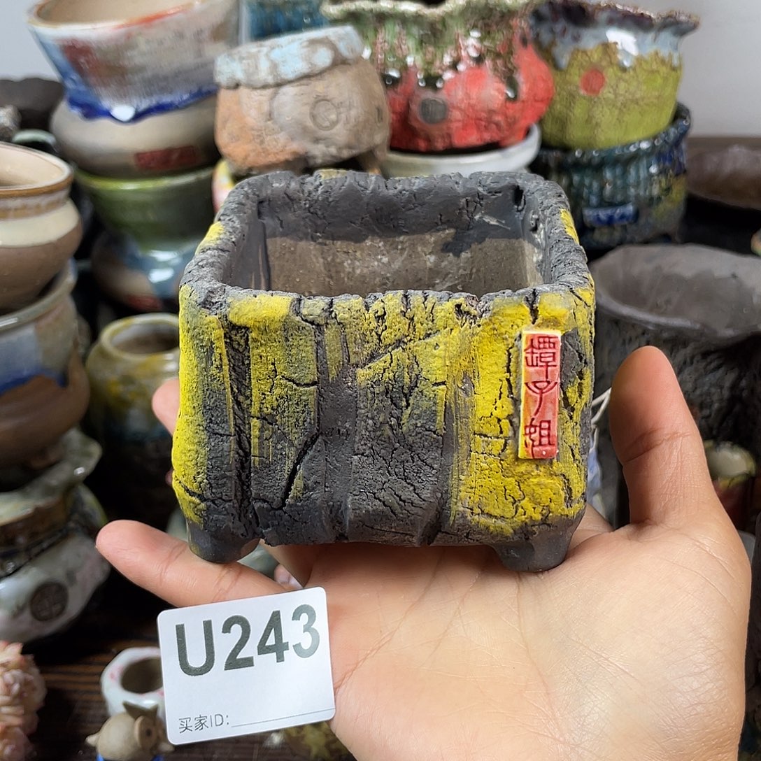 默认微次 跨年福利 坛子姐花盆