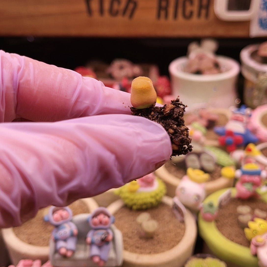 韩国输入橘子汽水