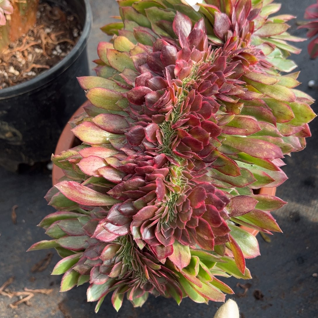 21黑魔锦缀多肉椅子