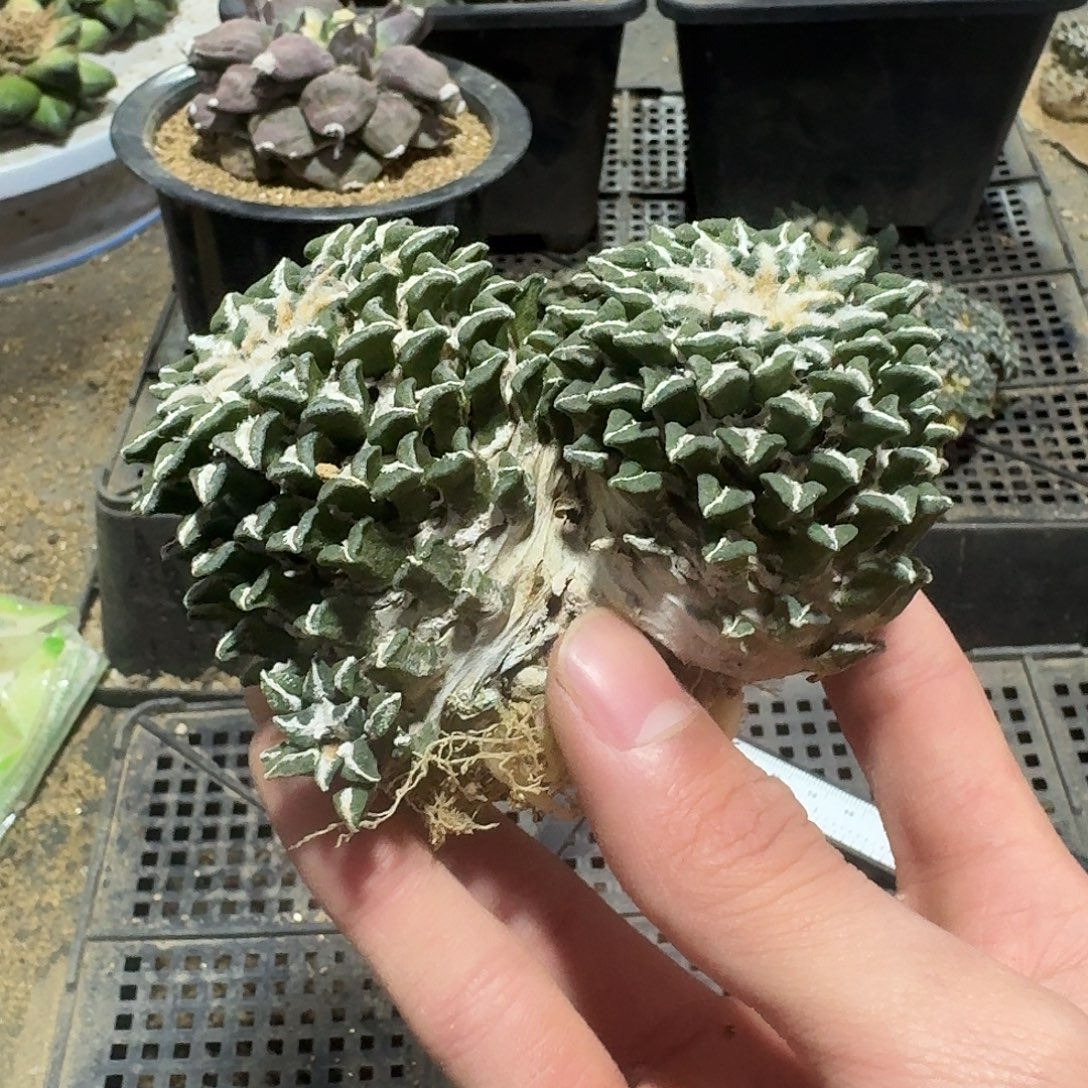 483号仙人球萝卜根