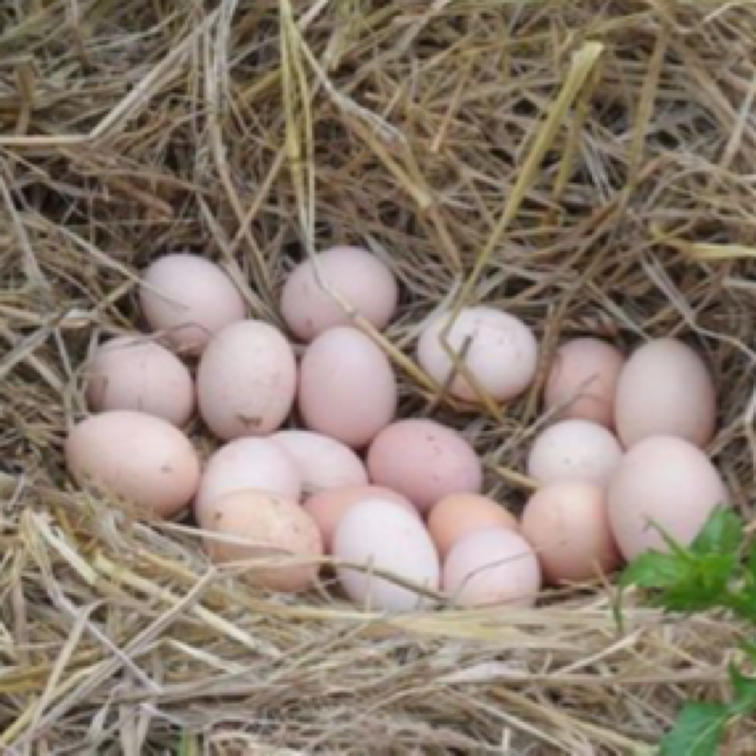 【土鸡蛋】湖南湘西农家土鸡蛋 农家纯正土鸡蛋