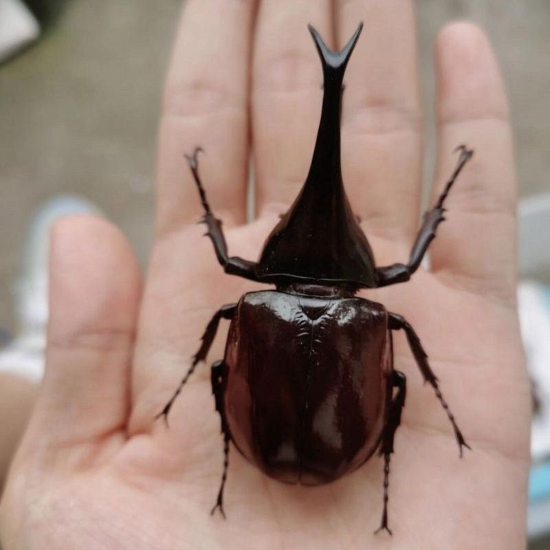 佛罗伦斯姬兜翘甲甲虫成虫活体宠物昆虫爬宠大兜独角仙锹甲花金龟