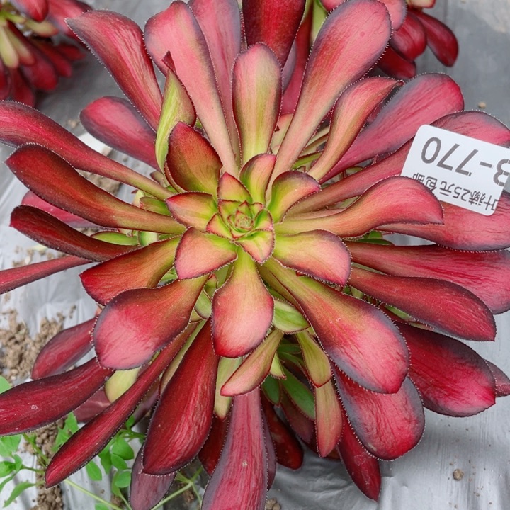 770魅力多肉12345678