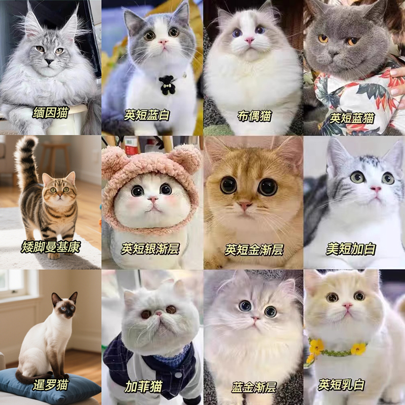 猫咪活体全品类看上的猫猫一对一店长挑选看猫（拍下联系客服）