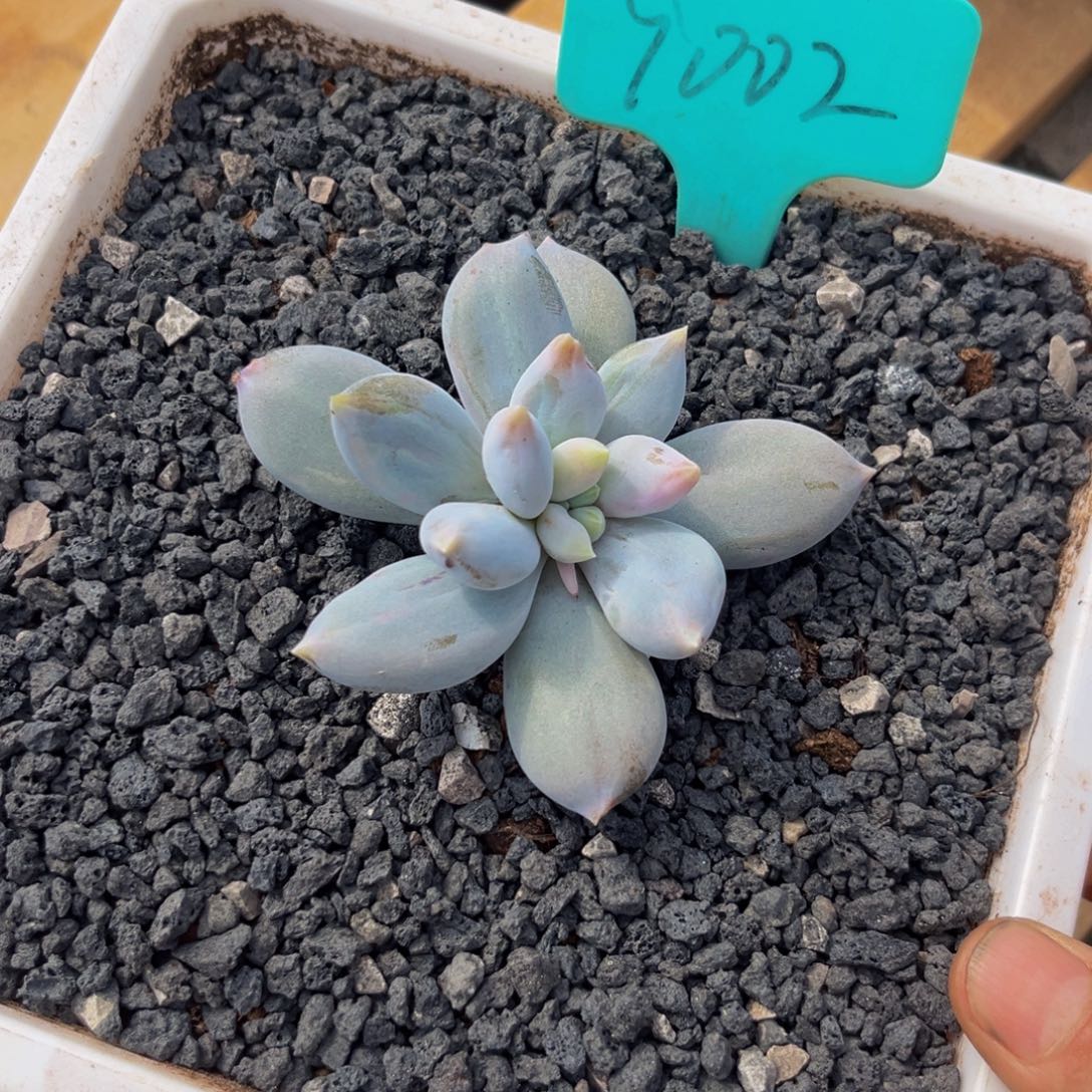 9002下午多肉植物群生