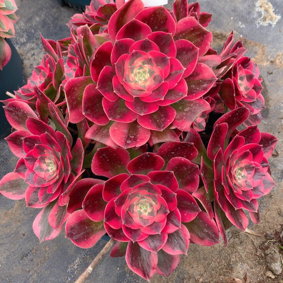 420粉女郎精品法师多肉