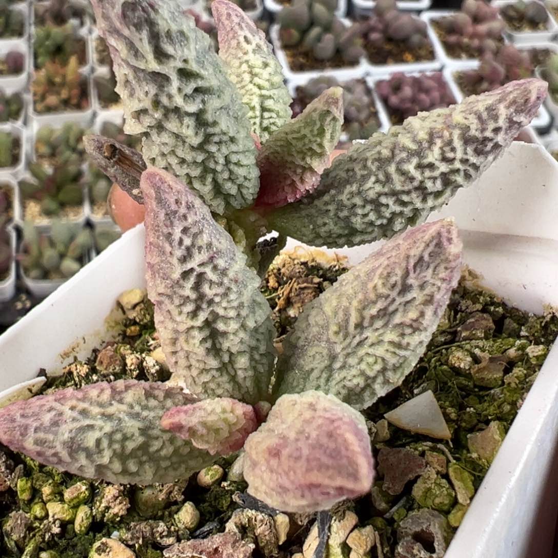 融化纹冰淇淋水泡