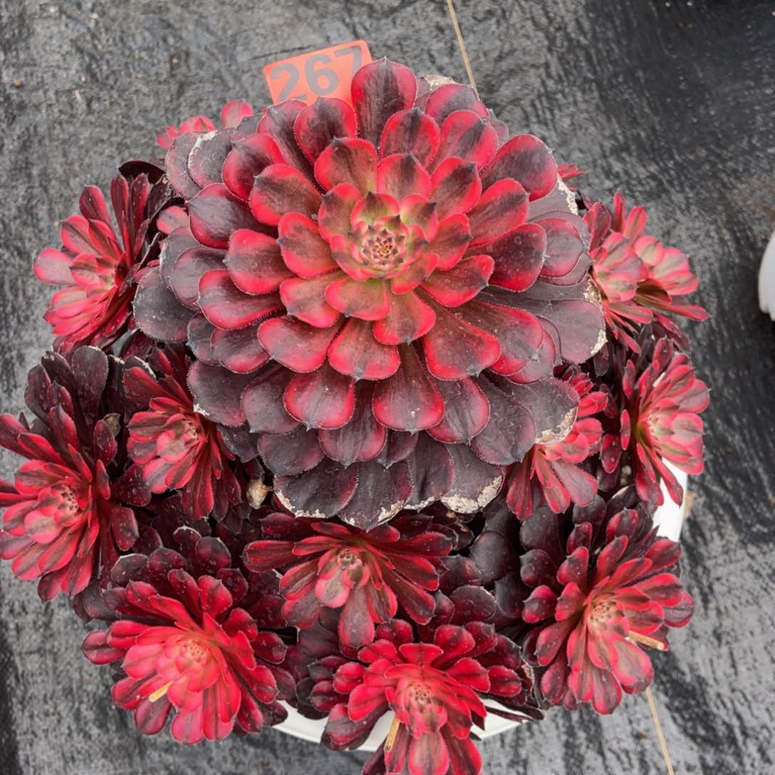 s*霞267多肉法师红妆