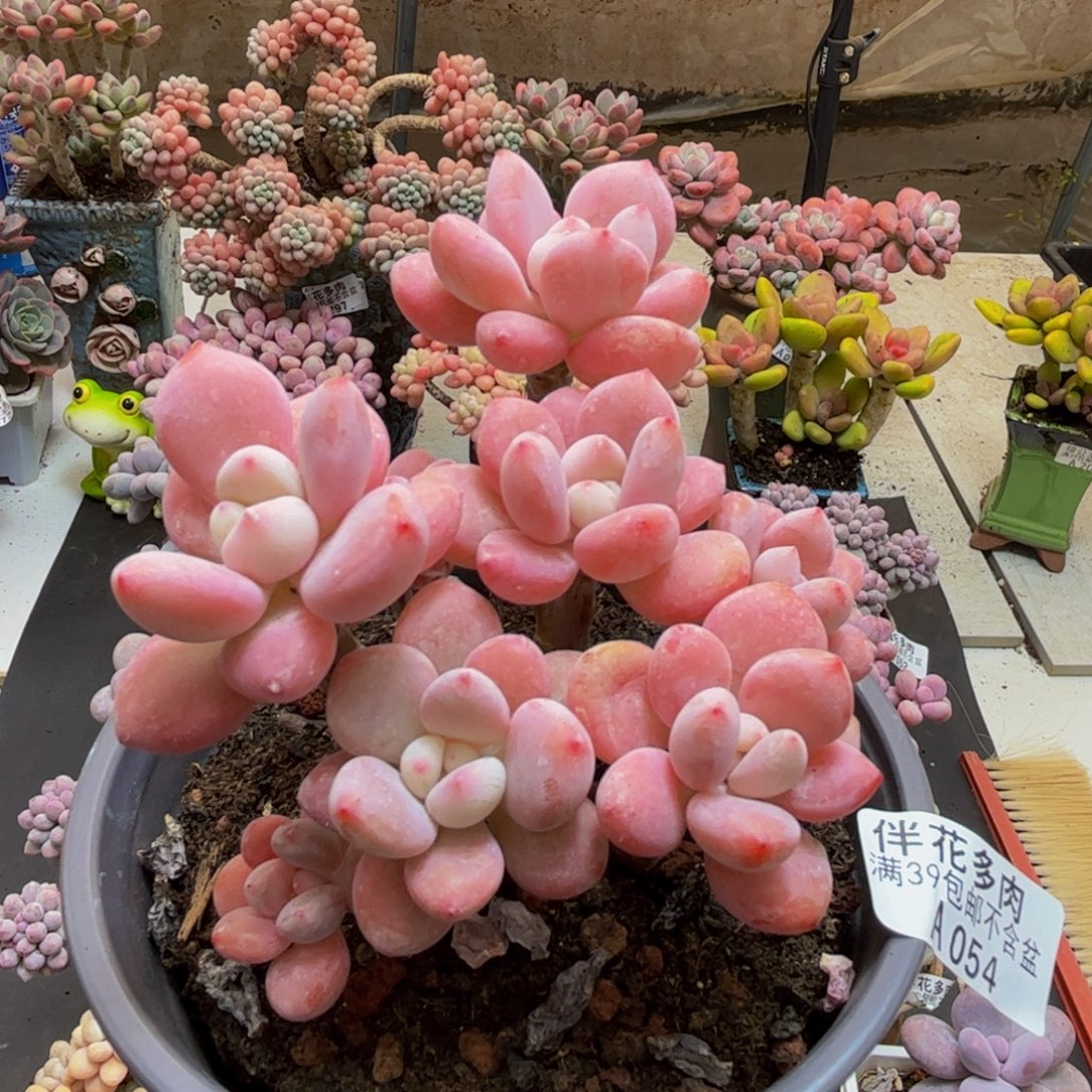 054樱花洛神10cm多肉