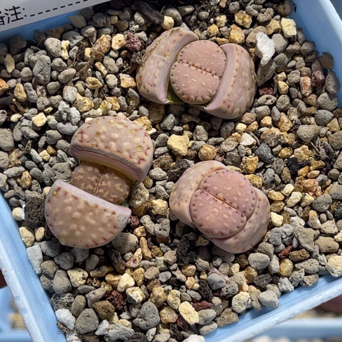 7405粉饼3颗尺寸1.5