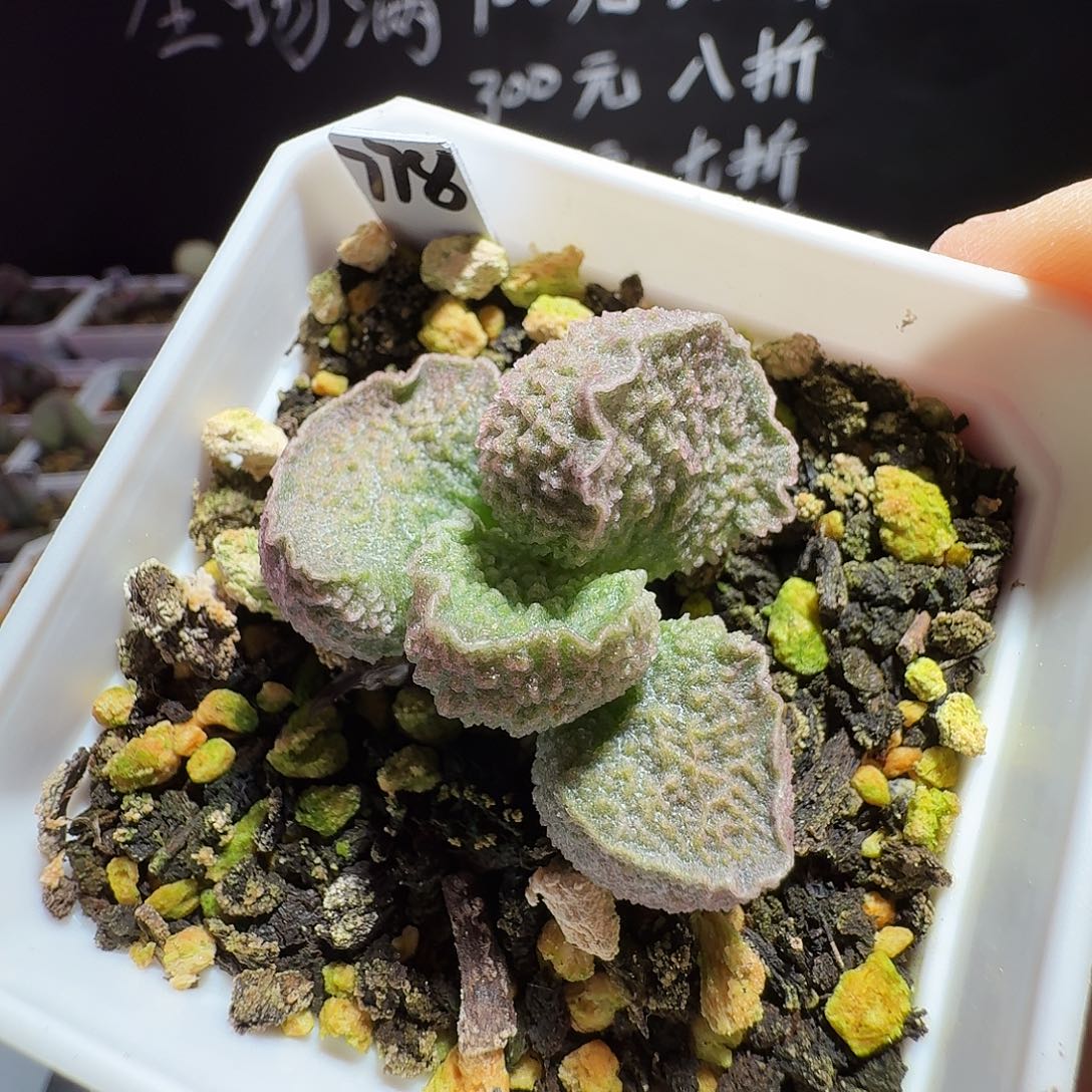 实生水泡，带盆发货，满35包邮