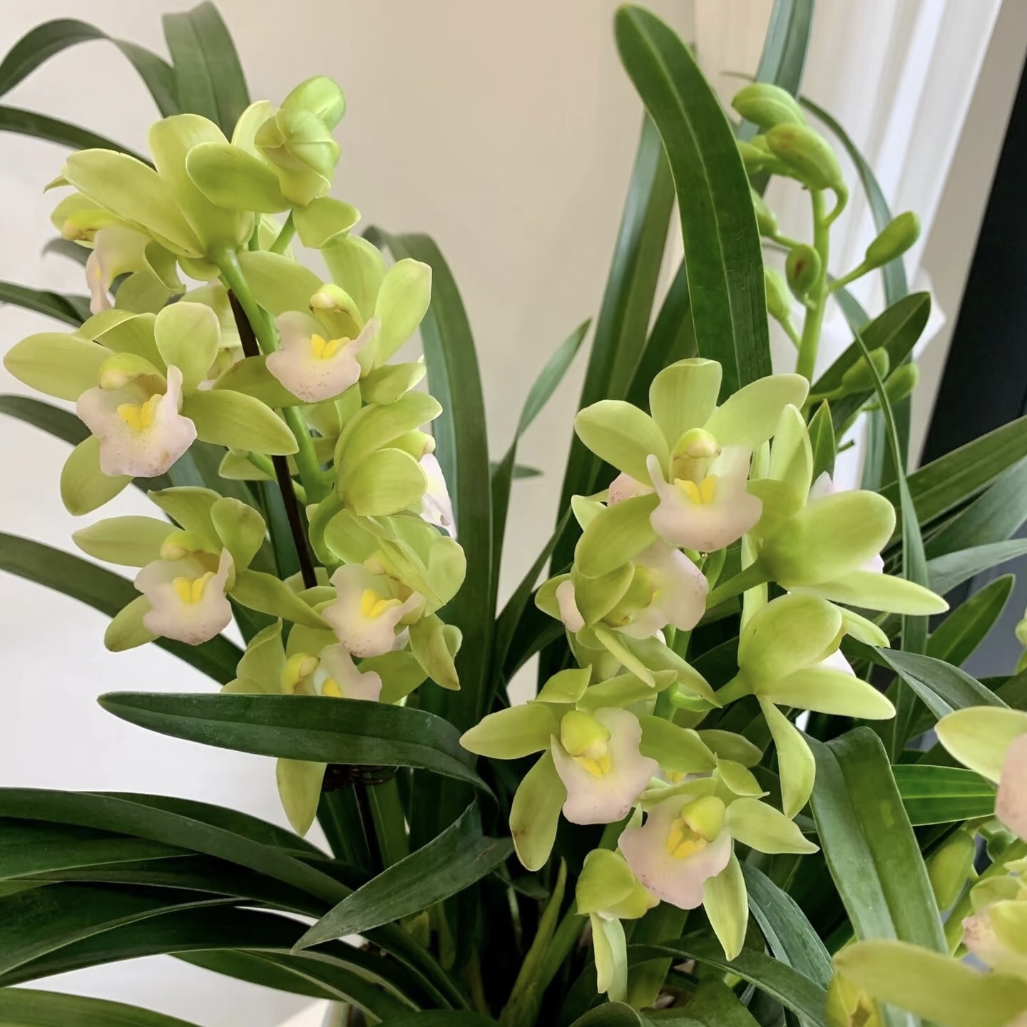 念兰新农人-梦幻香兰】绿色惠兰 云南基地直发