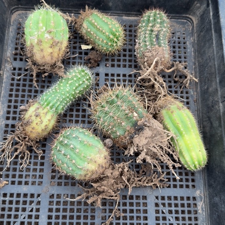 340筐拍不好无售后斑