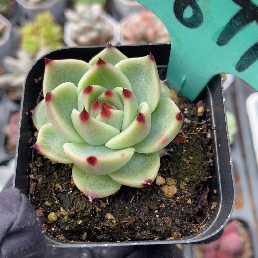 1878蓝龙多肉植物保护