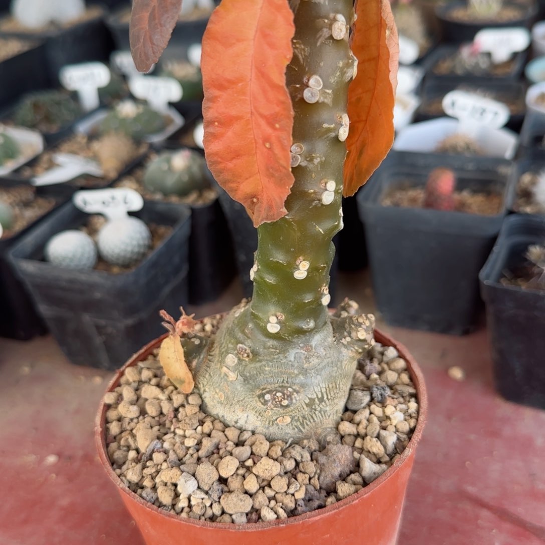 实生琉桑多肉00000