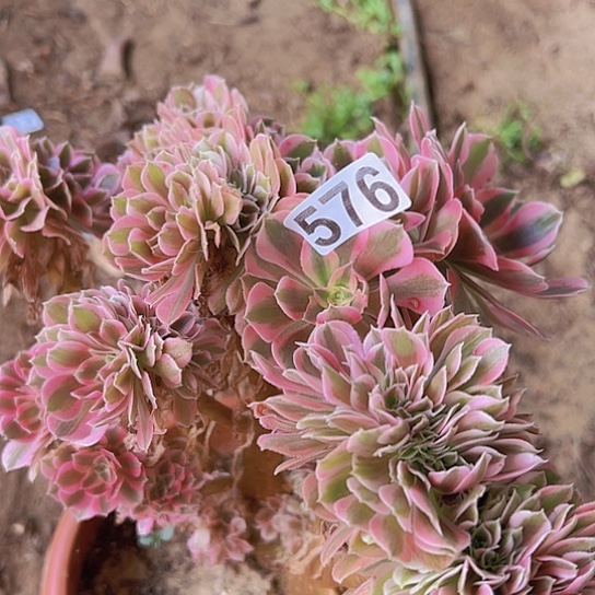 彩***茶多肉植物一个女巫