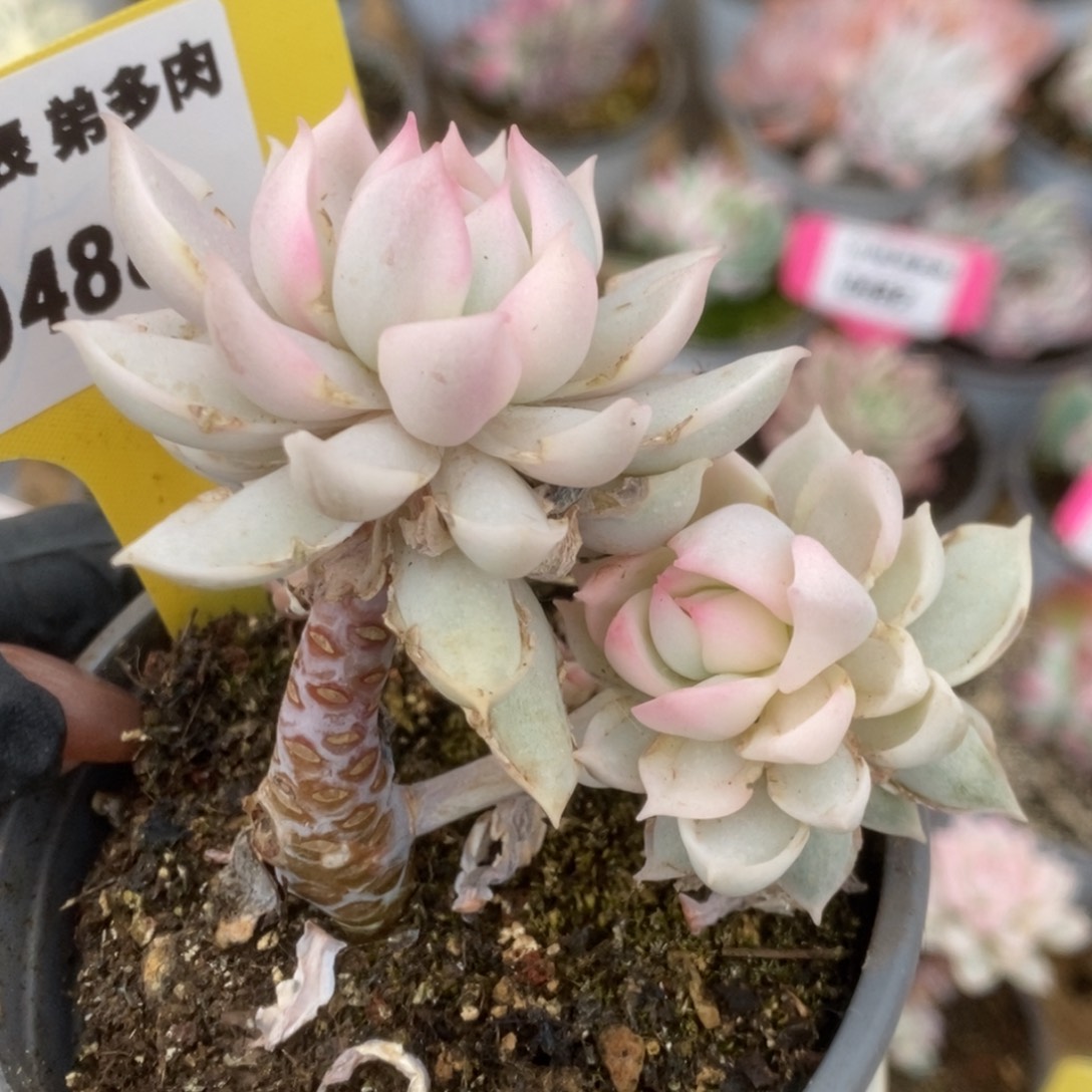 488牡丹冰锦锦锦锦锦