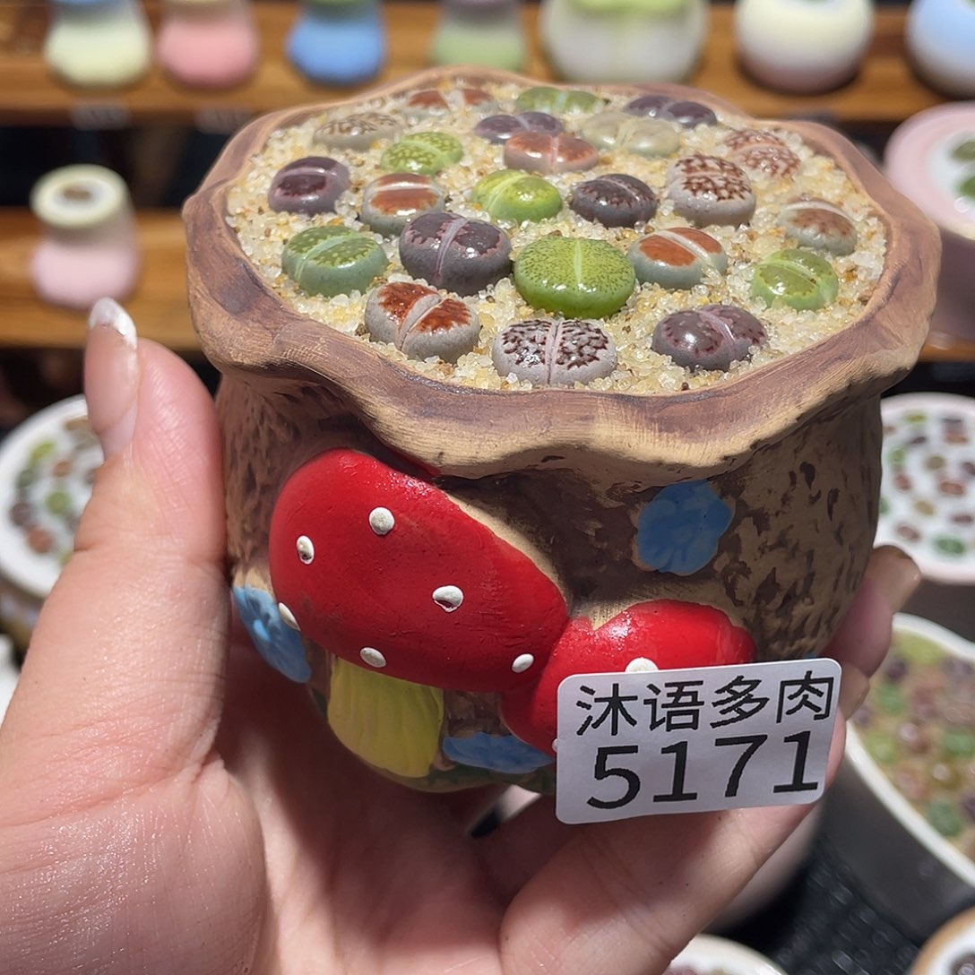 带盆土植物 一物一拍5171