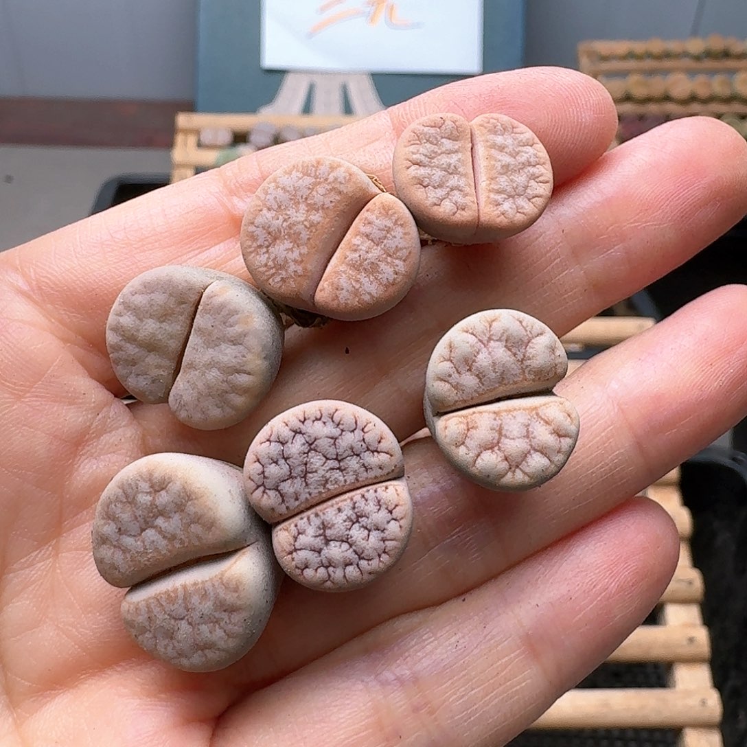 清框特价秒杀23171