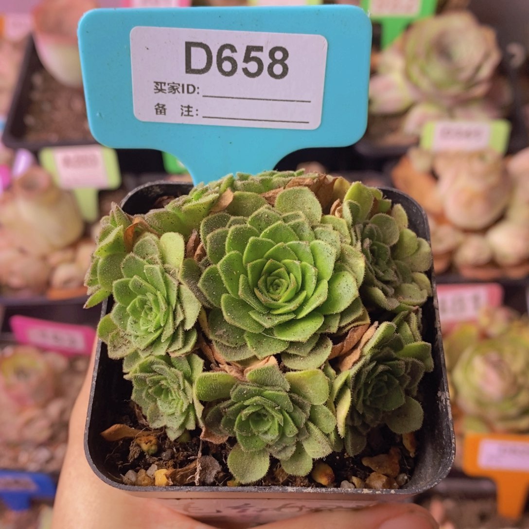 毛山地一物一拍D658