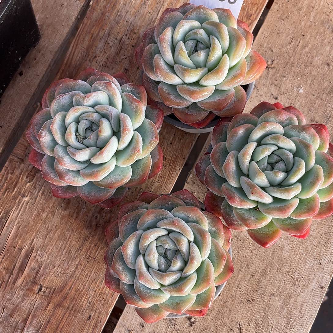 336多肉植物多肉植物