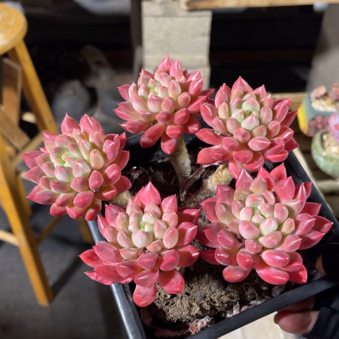 美人老桩 一物一拍不支持退换