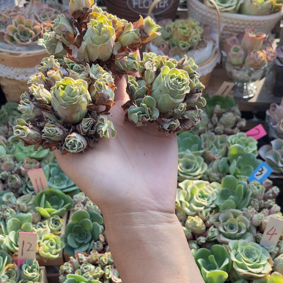 平***伴山地玫瑰多肉植物花卉208
