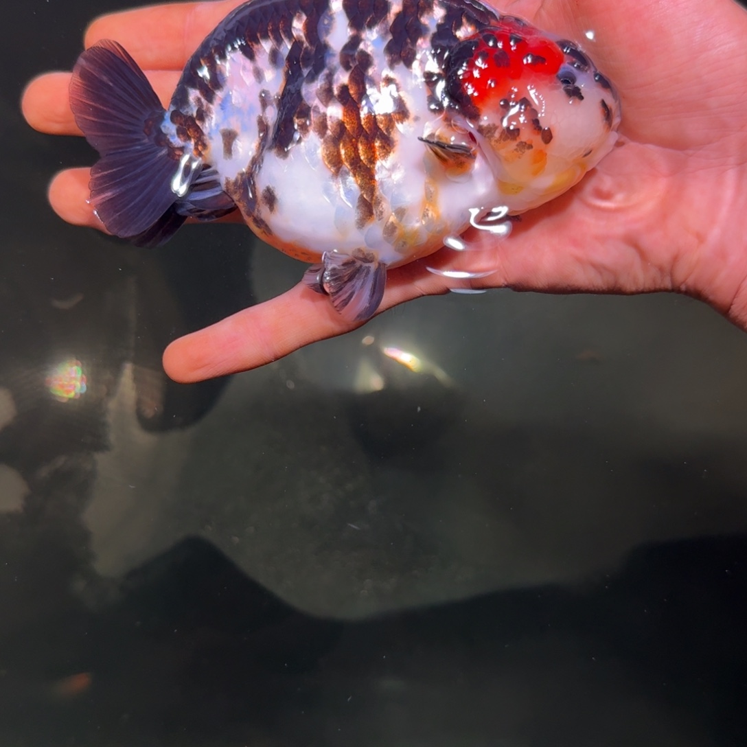 怒***雪金鱼啊啊啊啊啊啊啊啊啊