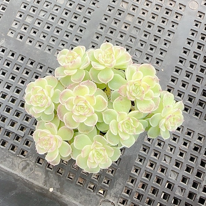 1203-80（fm-57）优选