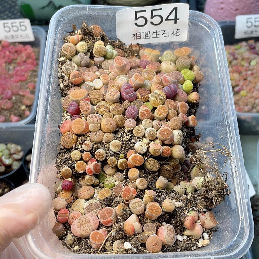 相遇生石花链接554