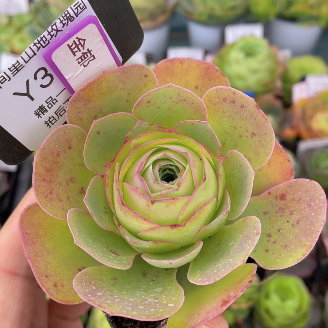 金郁福利352一物一拍