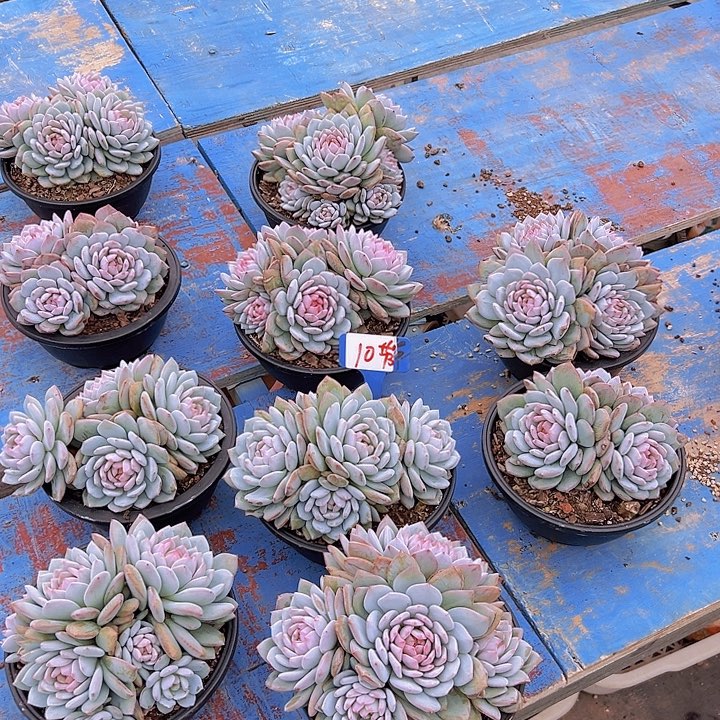 10星星辰带盆一个多肉
