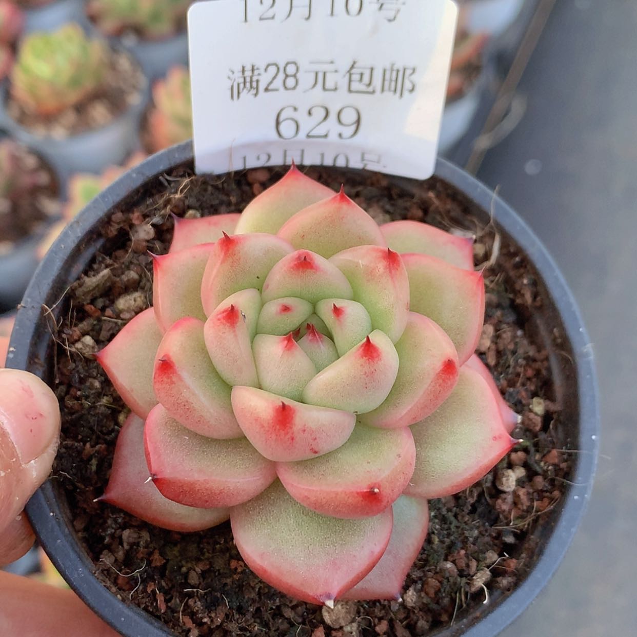 【闪购商品】云629号