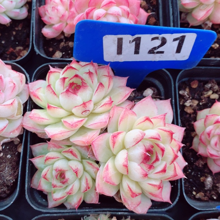 女王7cm不包整群