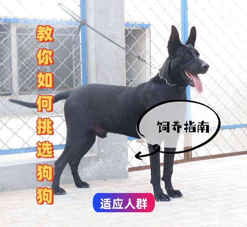 【鹏鹏】教你怎么挑选狗狗指南和饲养课程