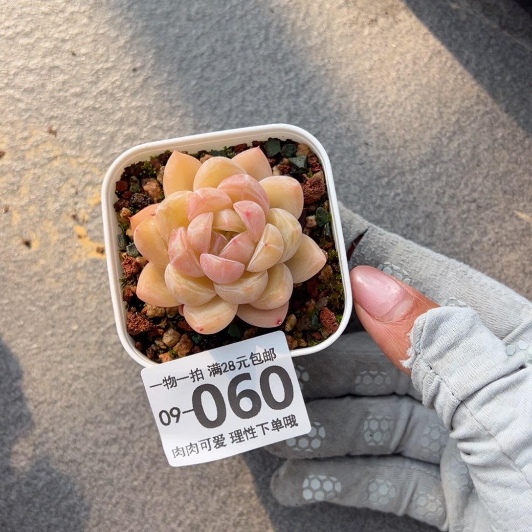 璇玑多肉多肉多肉多肉