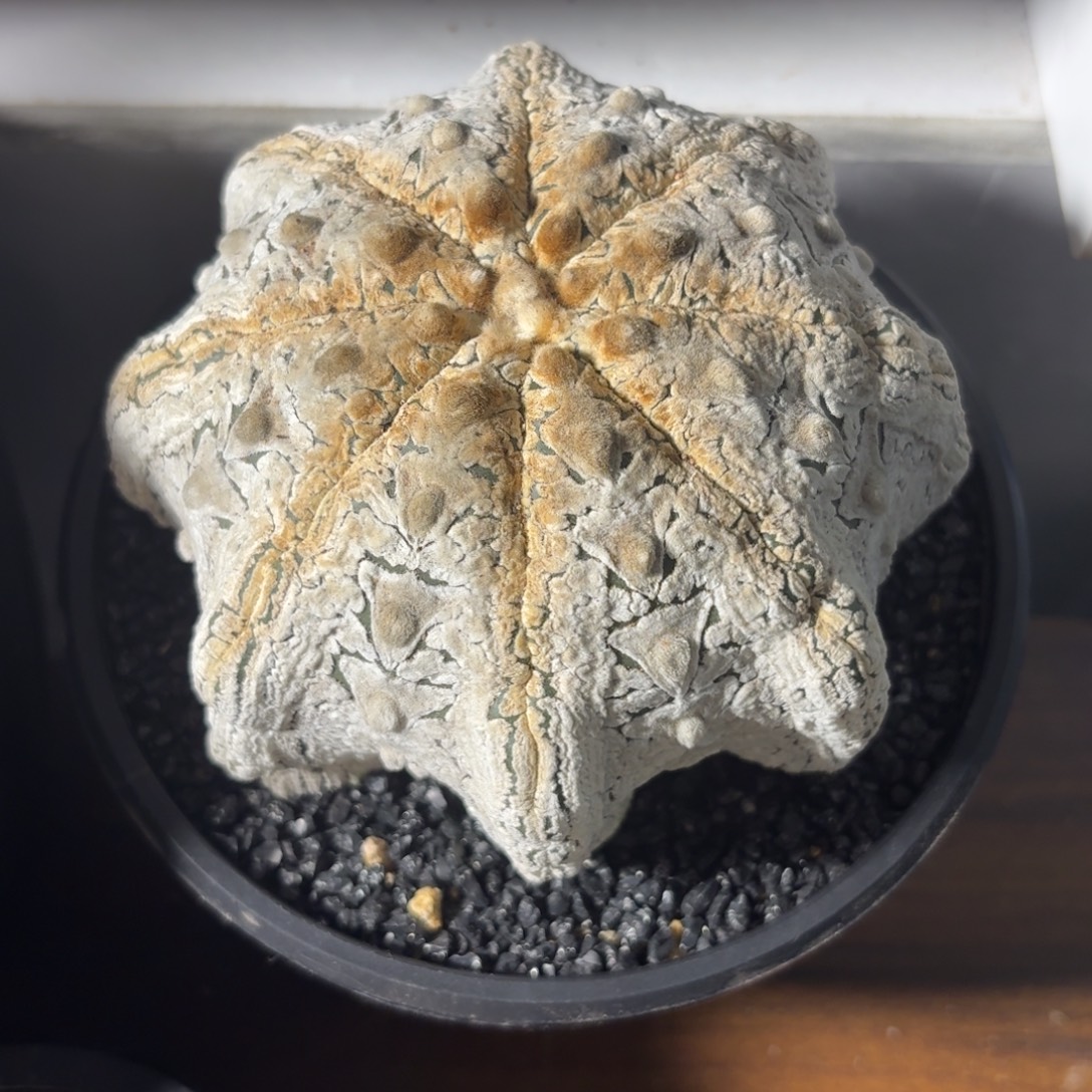 浓白海星带盆土八爪鱼腿