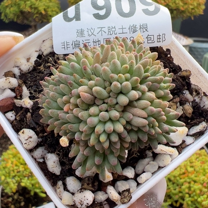 u909晶珊瑚冠幅3.5cm双十二活动价