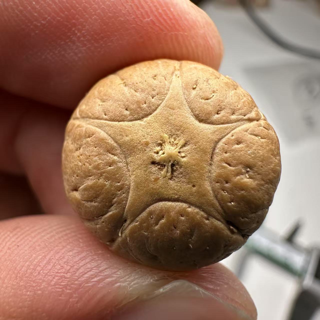 尼泊尔五星菩提，尺寸18，sss系列，货号108