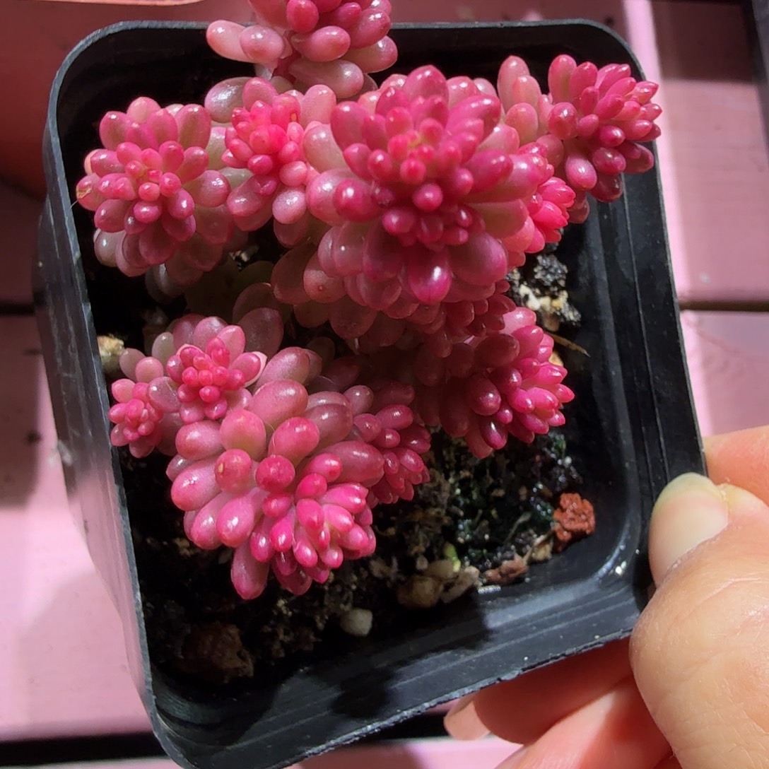 红浆果锦，多肉植物