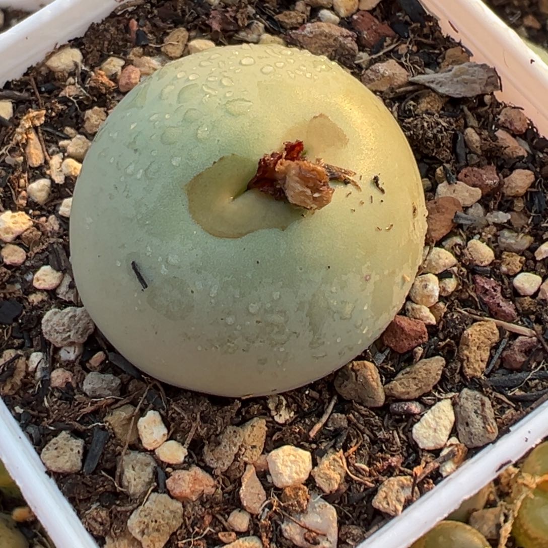 多肉植物11111111111111