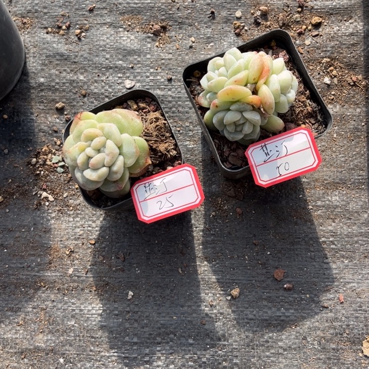 芷***汀冰玉石化七方盆1头3头