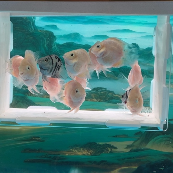 鹦鹉鱼白金亚成10条42号单