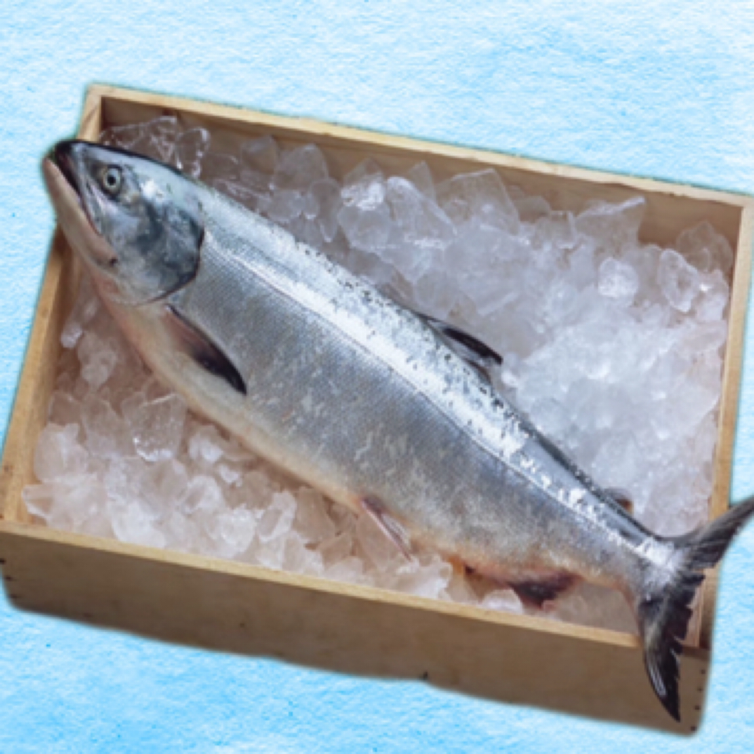 国产深海养殖海水三文鱼直播现称no退no换默认帮杀发货顺丰