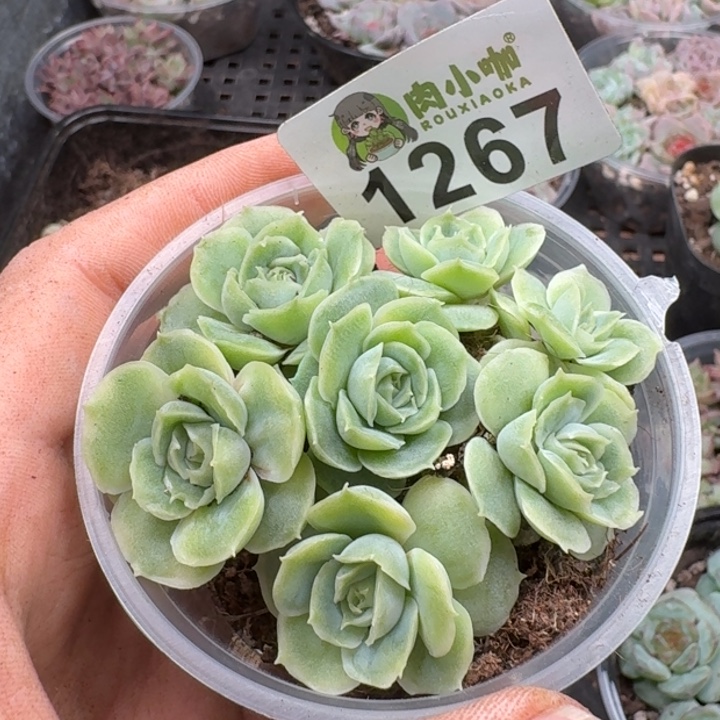 多肉植物多肉植物